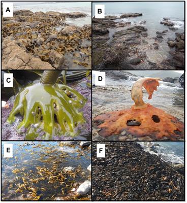 Local Extinction of Bull Kelp (Durvillaea spp.) Due to a Marine Heatwave